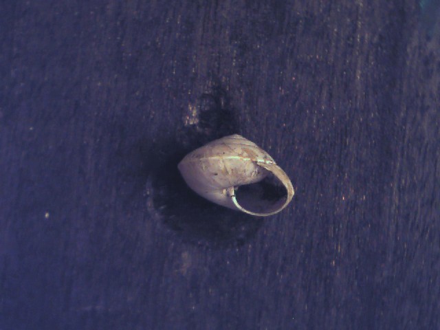 Hygroma cinctella ?